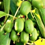 Саженец Аґрус аргута Рогов в контейнере